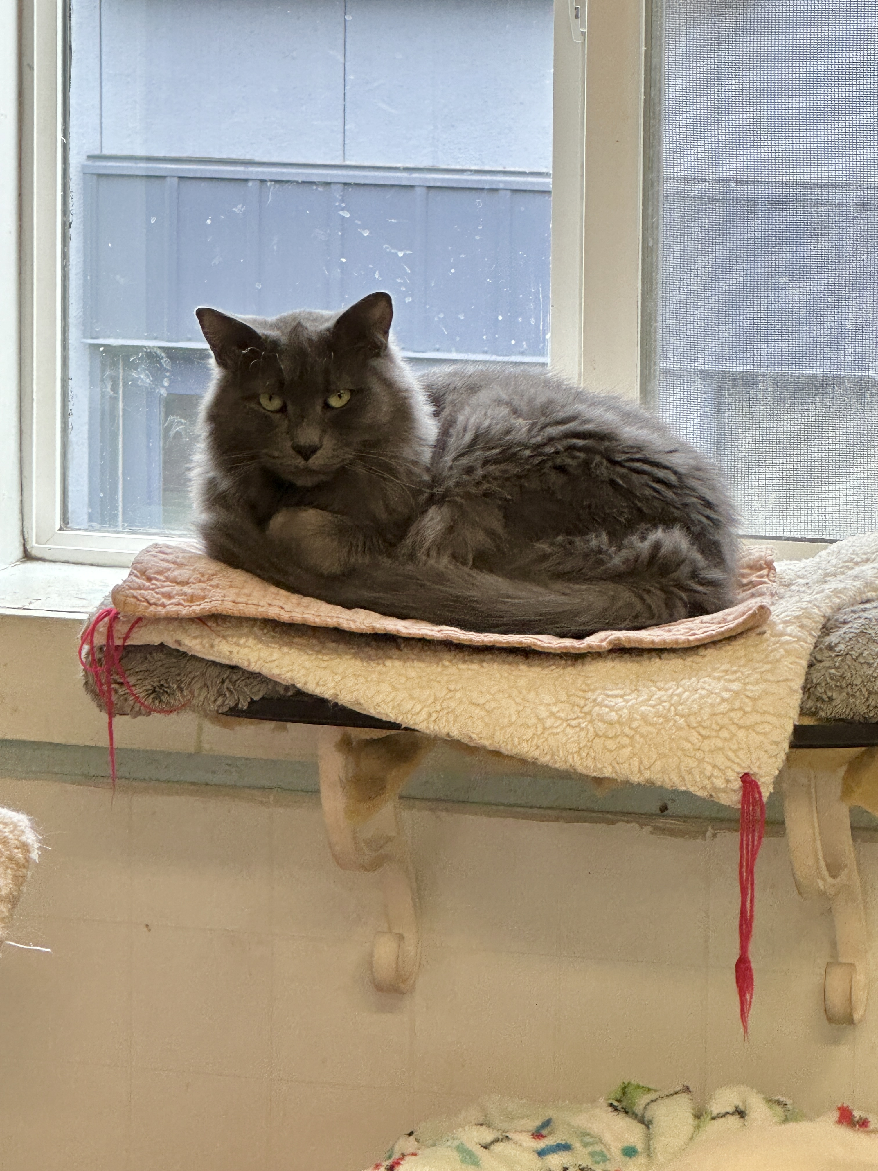 Baker-VERY Shy, an adoptable Domestic Medium Hair in Anchorage, AK, 99524 | Photo Image 5