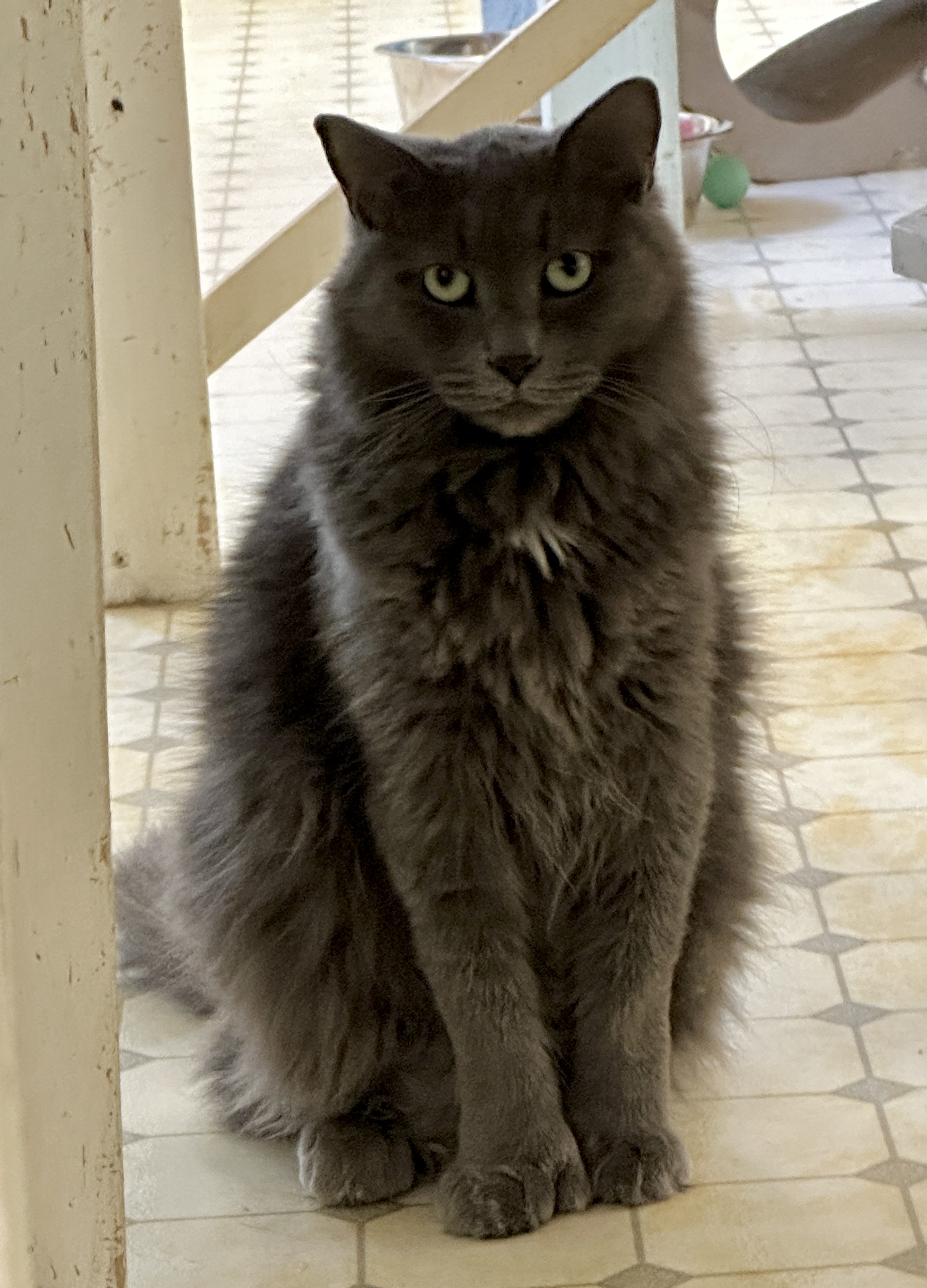 Baker-VERY Shy, an adoptable Domestic Medium Hair in Anchorage, AK, 99524 | Photo Image 3