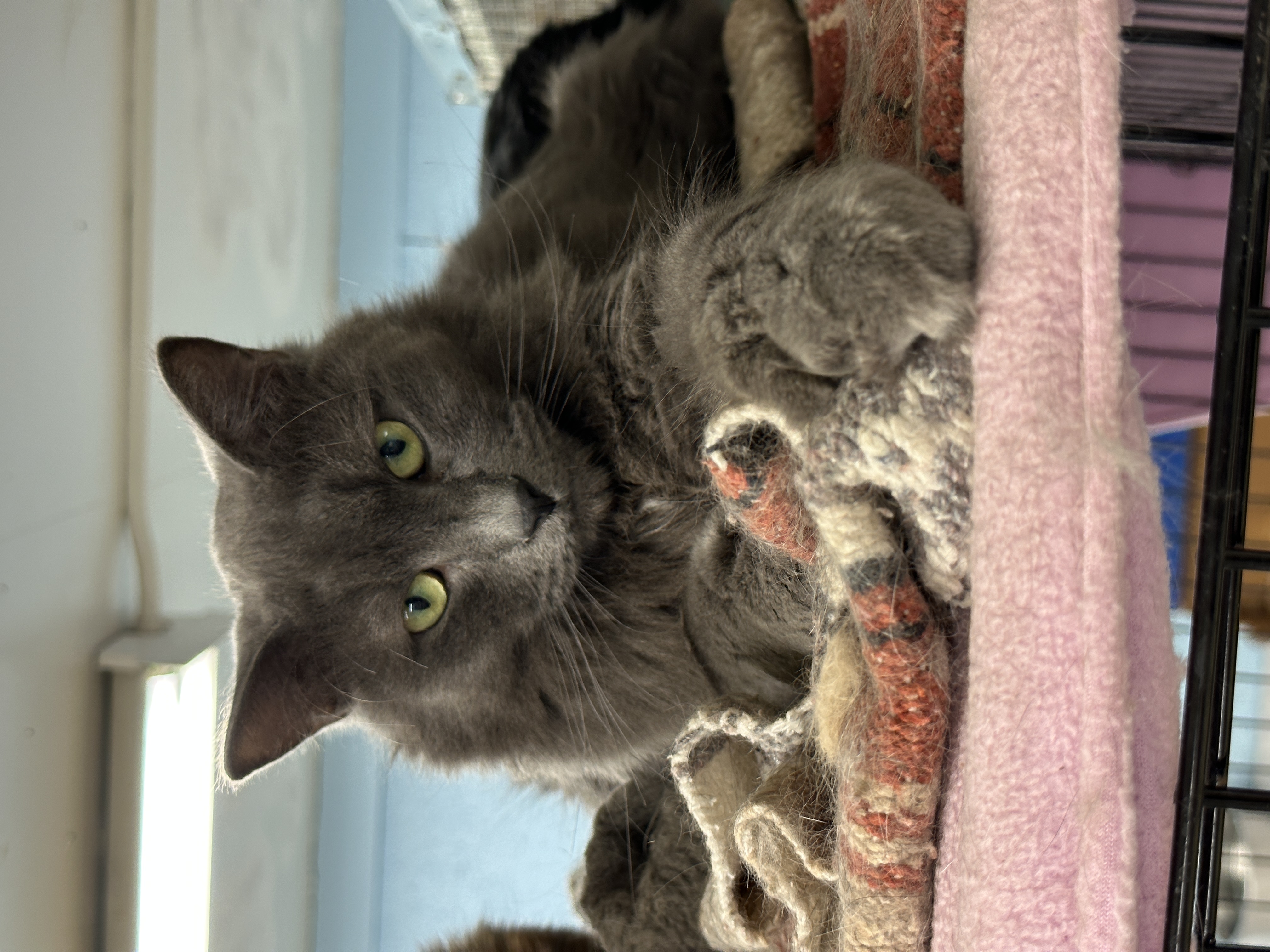 Baker-VERY Shy, an adoptable Domestic Medium Hair in Anchorage, AK, 99524 | Photo Image 4