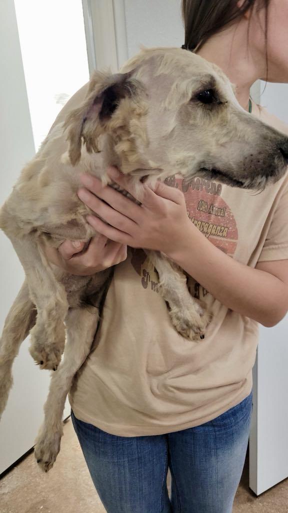 Wheatens going home on 7/10, Adopted, Young Male Wheaten Terrier.