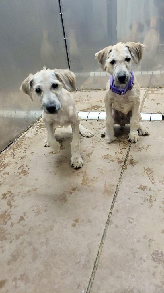 Wheatens going home on 7/10, a Adopted Wheaten Terrier in Omaha, NE image 2/5