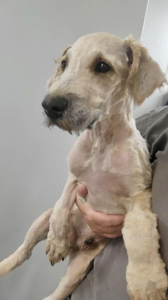 Wheatens going home on 7/10, a Adopted Wheaten Terrier in Omaha, NE image 3/5