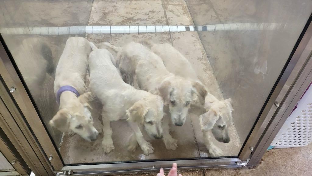 Wheatens going home on 7/10, a Adopted Wheaten Terrier in Omaha, NE image 4/5