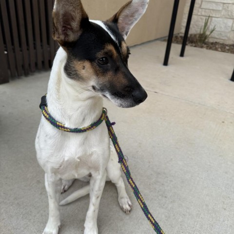 Enlarge TINA, a Adoptable mixed breed in San Antonio, TX image 3/4