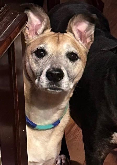 Anouk, a ADOPTABLE mixed breed in Mauston, WI image 1/2
