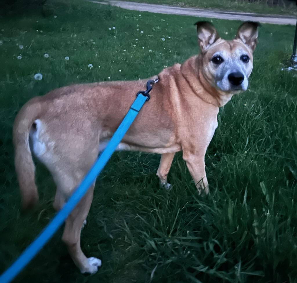 Anouk, a ADOPTABLE mixed breed in Mauston, WI image 2/2