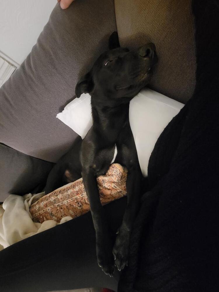 Domino, Adoptable, Adult Male Shepherd & Terrier.