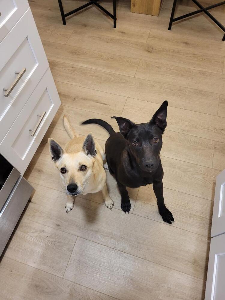 Domino, a Adoptable mixed breed in Aurora, CO image 2/6