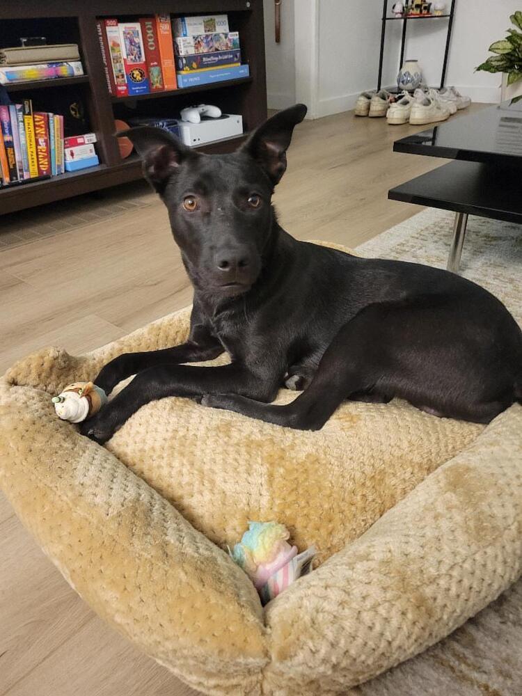 Domino, a Adoptable mixed breed in Aurora, CO image 3/6