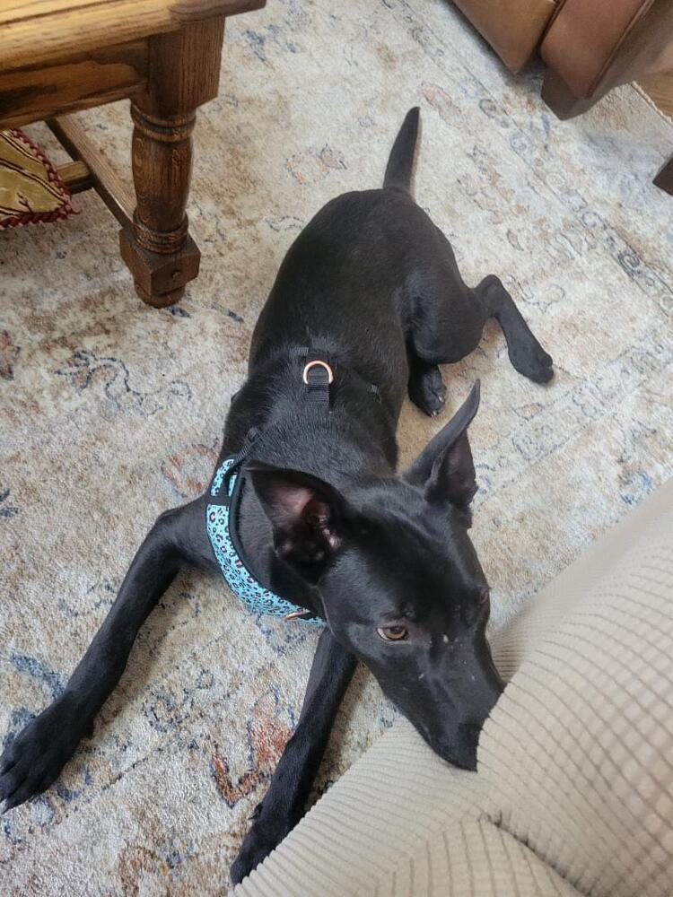 Domino, a Adoptable mixed breed in Aurora, CO image 4/6