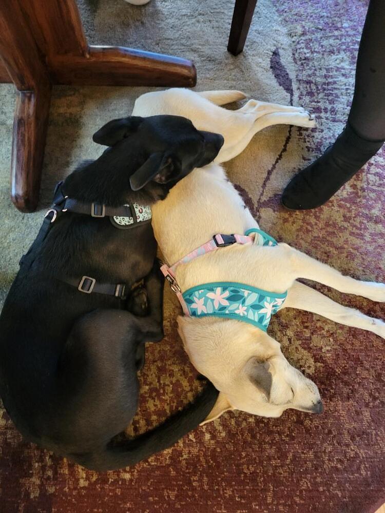 Domino, a Adoptable mixed breed in Aurora, CO image 5/6