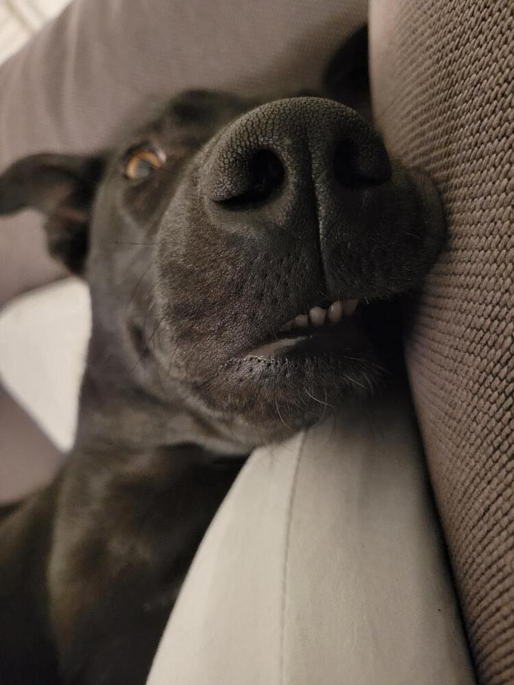 Domino, a Adoptable mixed breed in Aurora, CO image 6/6