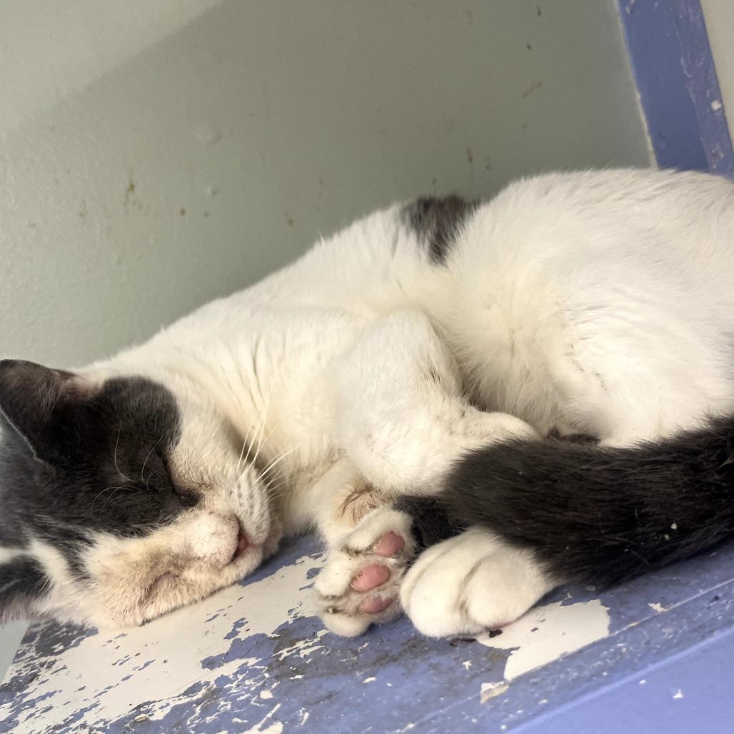 Kahlua, Adoptable, Senior Female Domestic Short Hair.