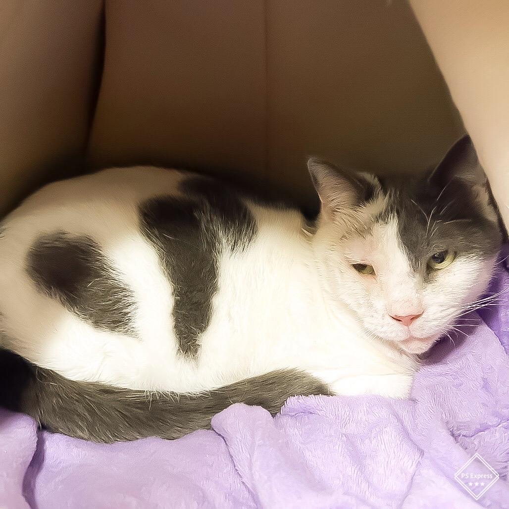 Enlarge Kahlua, a Adoptable Domestic Short Hair in Waldorf, MD image 1/1