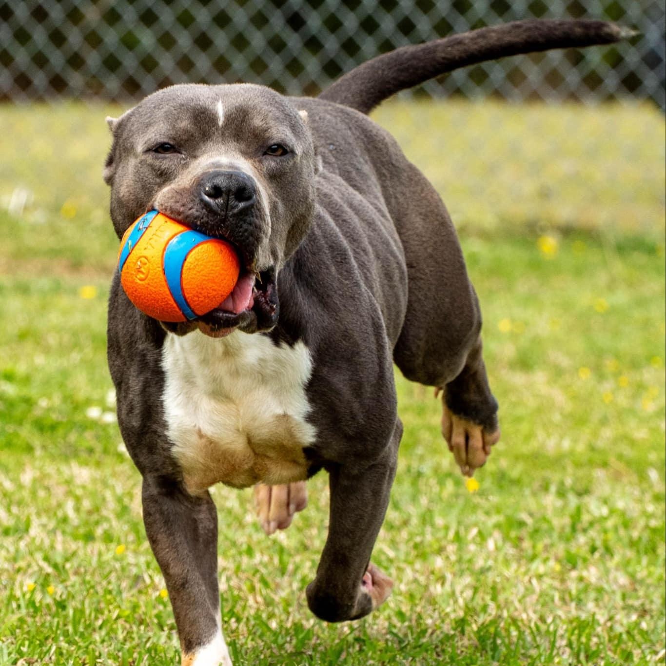 Max, Adoptable, Adult Male Mixed Breed.