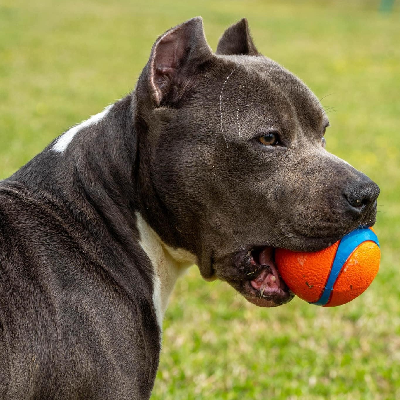 Enlarge Max, a Adoptable Mixed Breed in Myrtle Beach, SC image 2/3