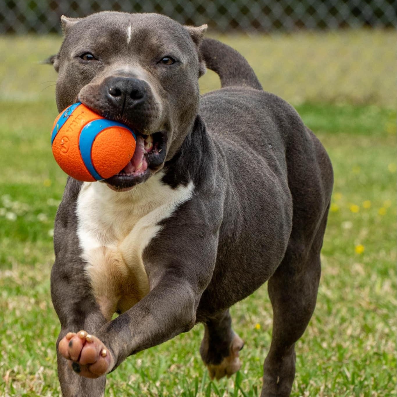 Max, Adoptable, Adult Male Mixed Breed.
