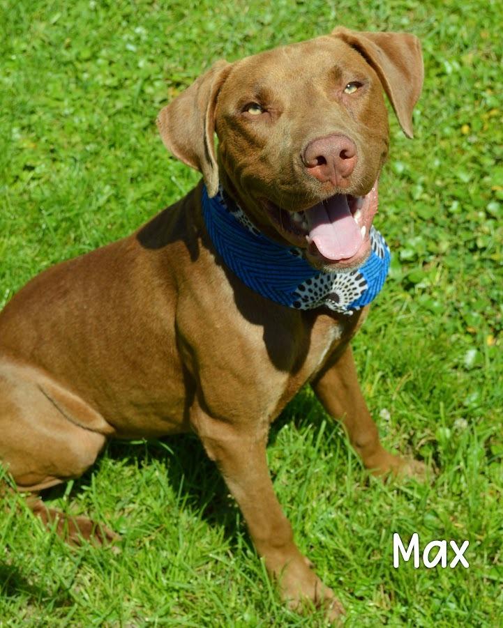 Max, Adoptable, Young Male Pit Bull Terrier.