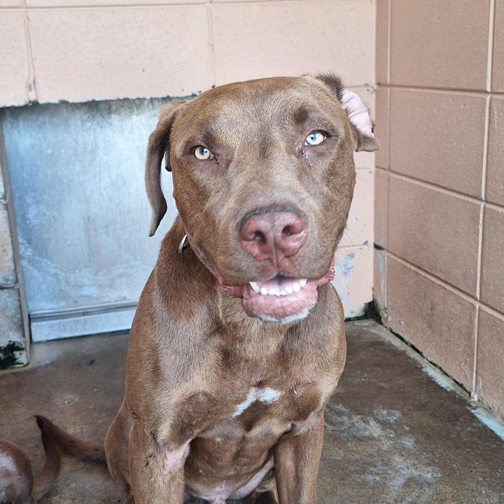 Max, Adoptable, Young Male Pit Bull Terrier.