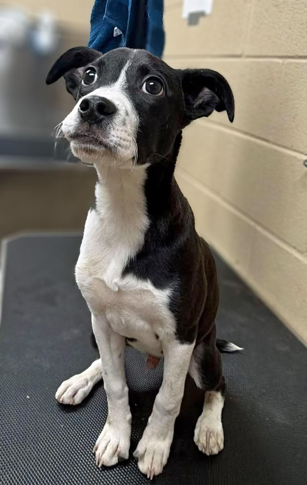 Creed, adopted, Puppy Male Border Collie & Labrador Retriever.