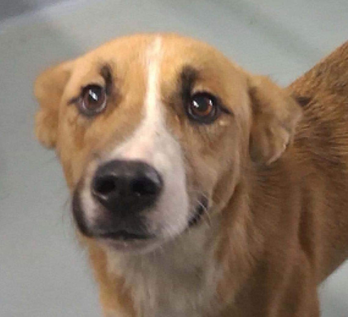 Amani, an adopted mixed breed in Cumming, GA image 1/2