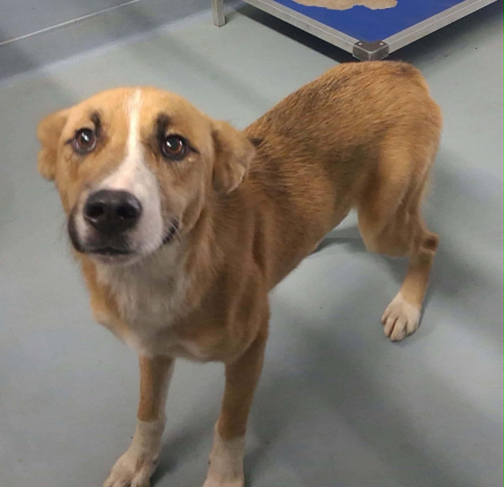 Amani, an adopted mixed breed in Cumming, GA image 2/2