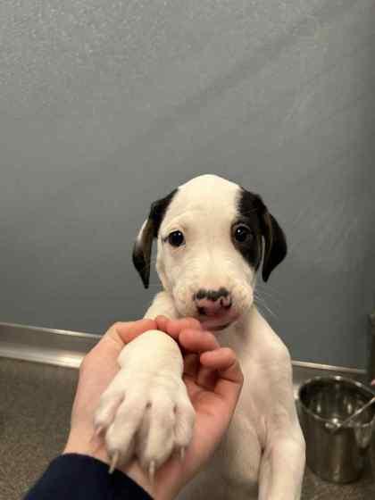 Rainy, Adoptable, Puppy Female Mixed Breed & Mixed Breed.