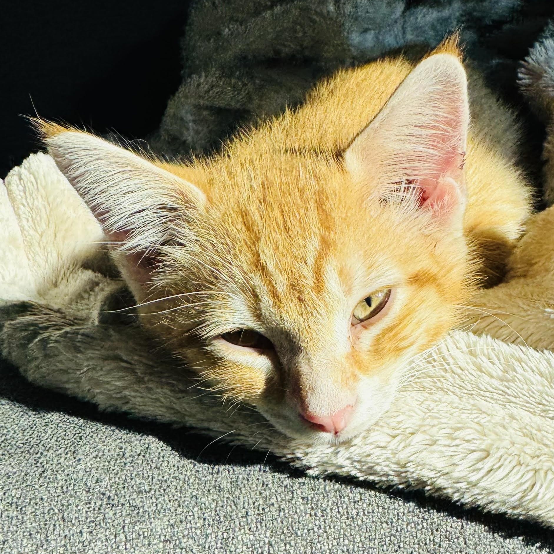 Enlarge Sunny and Tango, a Adoptable mixed breed in Colorado Springs, CO image 3/5