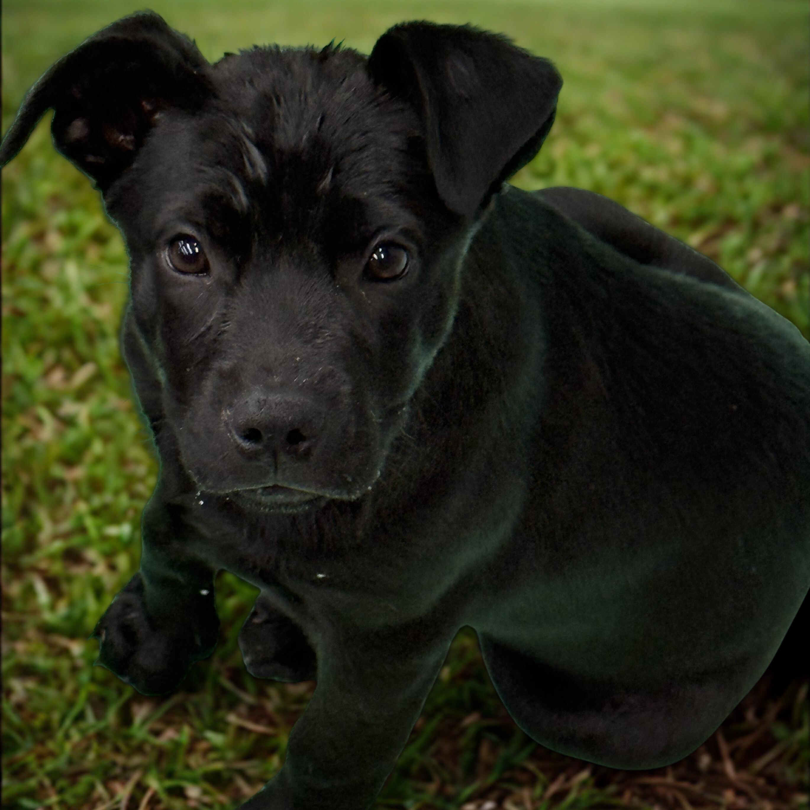 Pepper — thumbnail 4