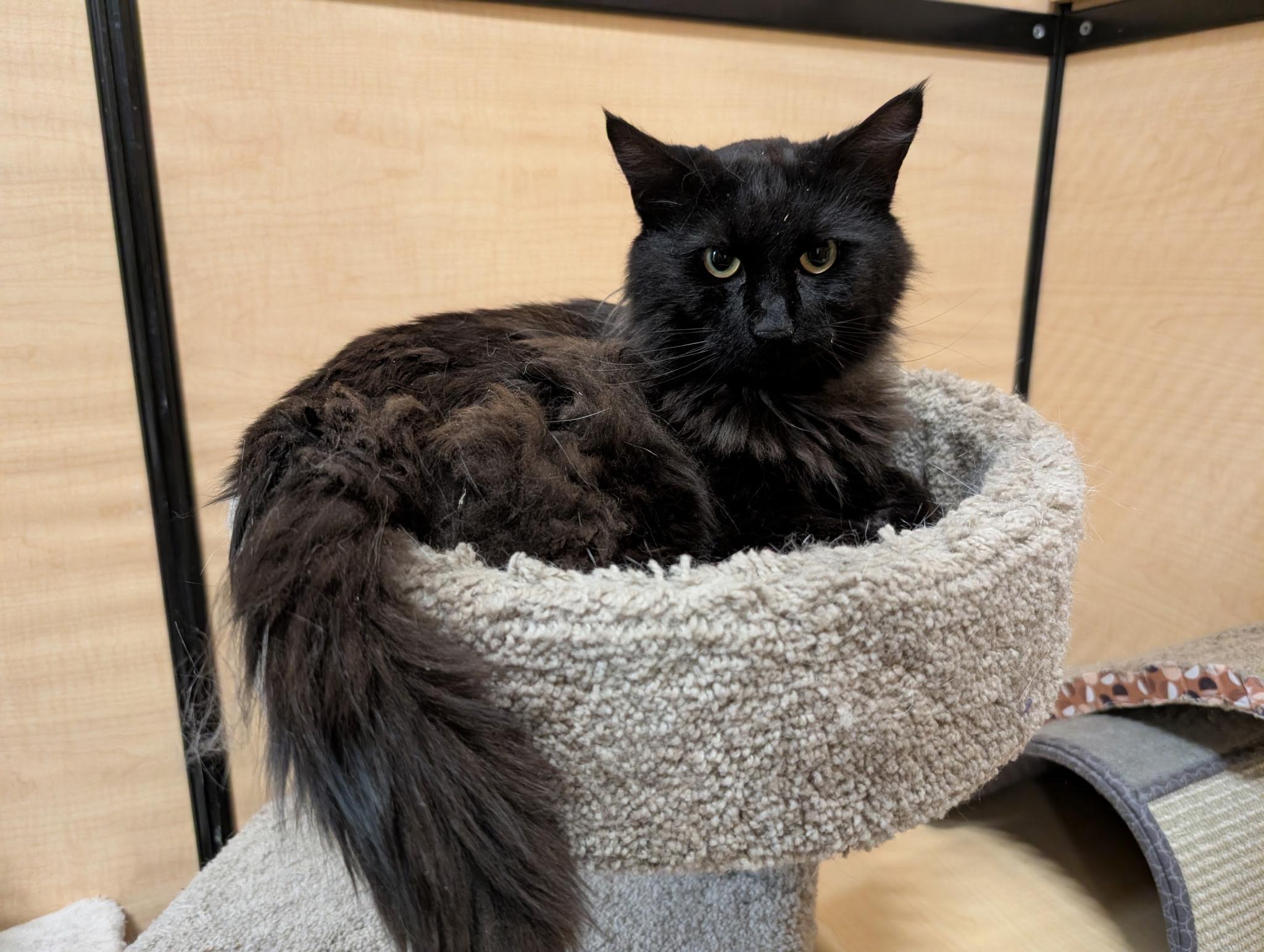 Tracker, ADOPTABLE, Young Male Domestic Long Hair.
