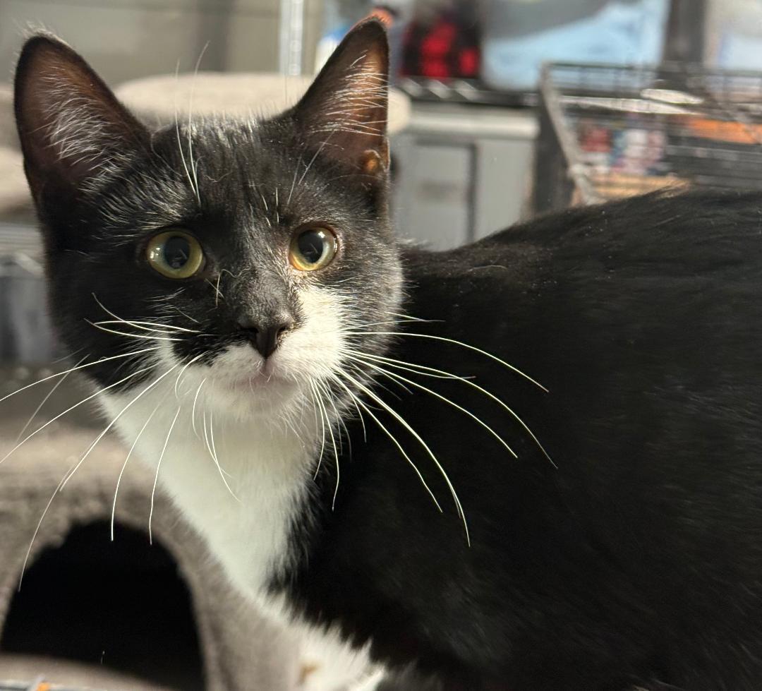 KATRINA, Adoptable, Young Female Domestic Short Hair.