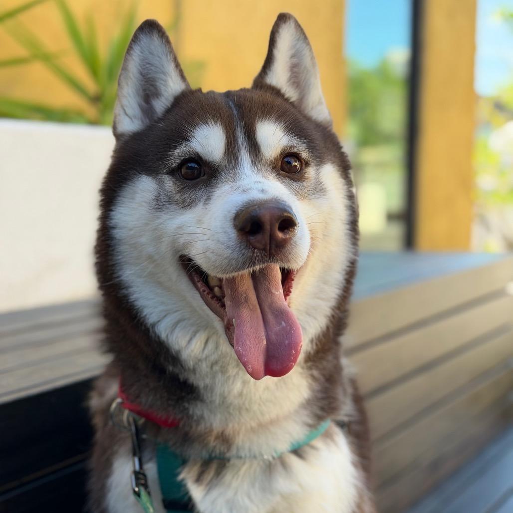 Richard, Adoptable, Adult Male Siberian Husky.