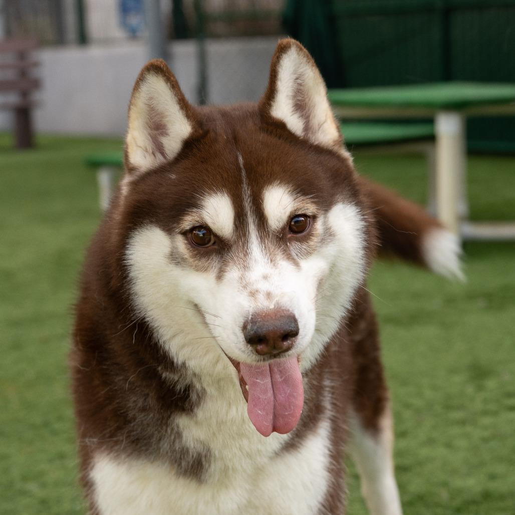 Enlarge Richard, a Adoptable Siberian Husky in Pasadena, CA image 2/6