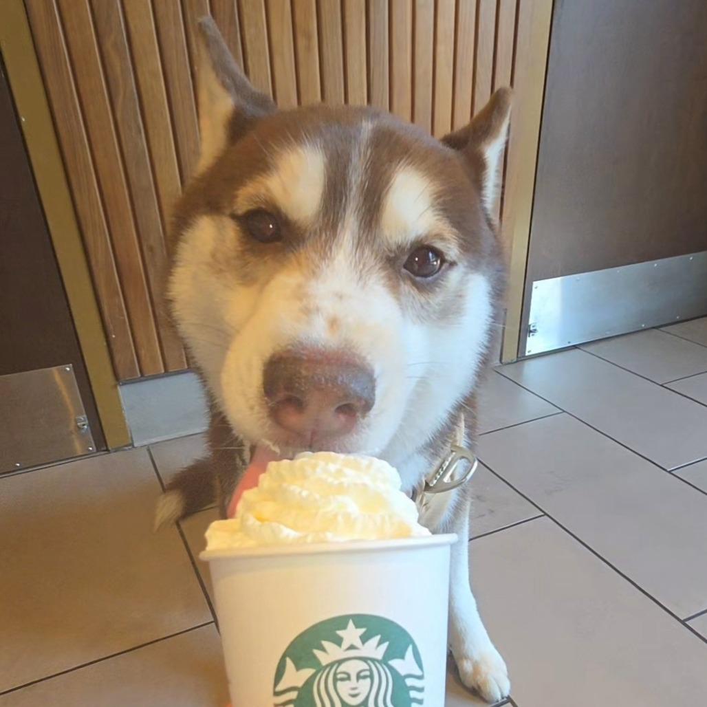 Enlarge Richard, a Adoptable Siberian Husky in Pasadena, CA image 3/6
