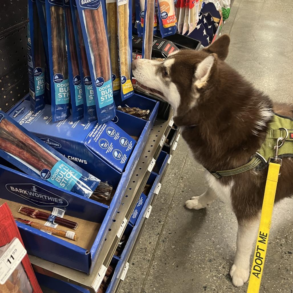 Enlarge Richard, a Adoptable Siberian Husky in Pasadena, CA image 4/6