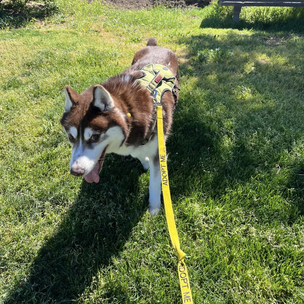 Enlarge Richard, a Adoptable Siberian Husky in Pasadena, CA image 5/6