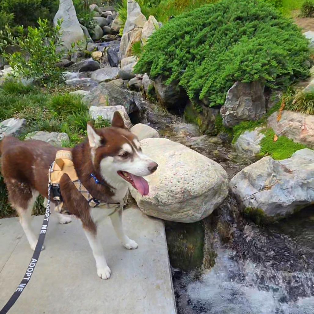 Enlarge Richard, a Adoptable Siberian Husky in Pasadena, CA image 6/6