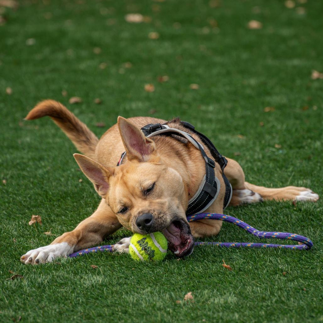 Ranger, Adoptable, Young Male Akita & Labrador Retriever.