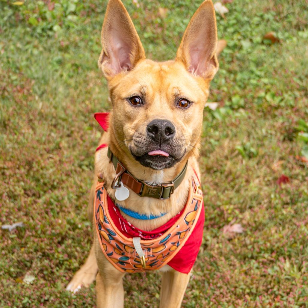Ranger, Adoptable, Young Male Akita & Labrador Retriever.
