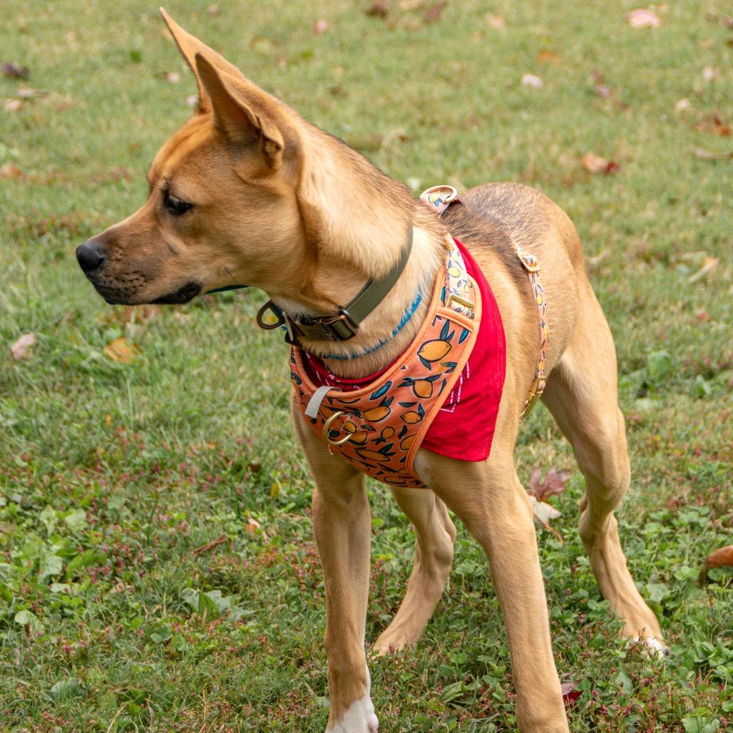 Ranger, a Adoptable mixed breed in Saint Charles, MO image 2/6