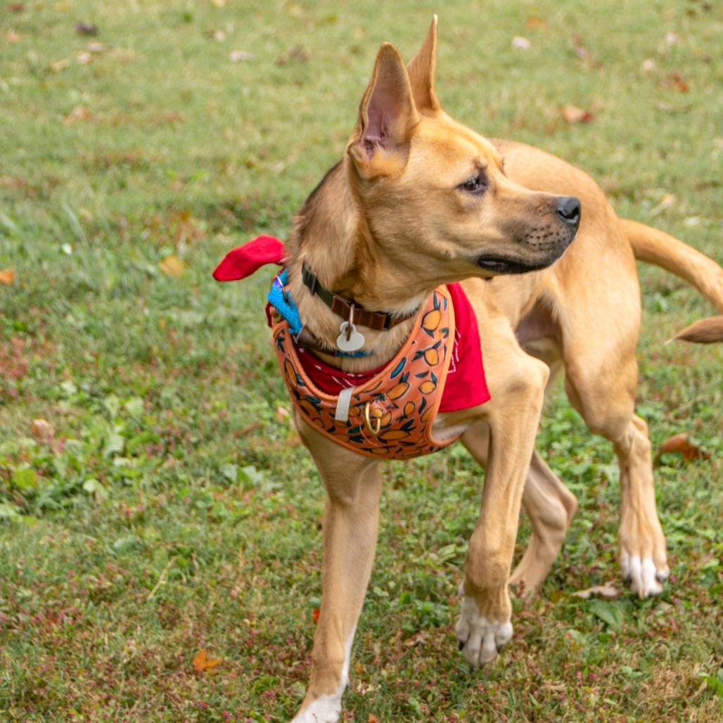 Ranger, a Adoptable mixed breed in Saint Charles, MO image 3/6