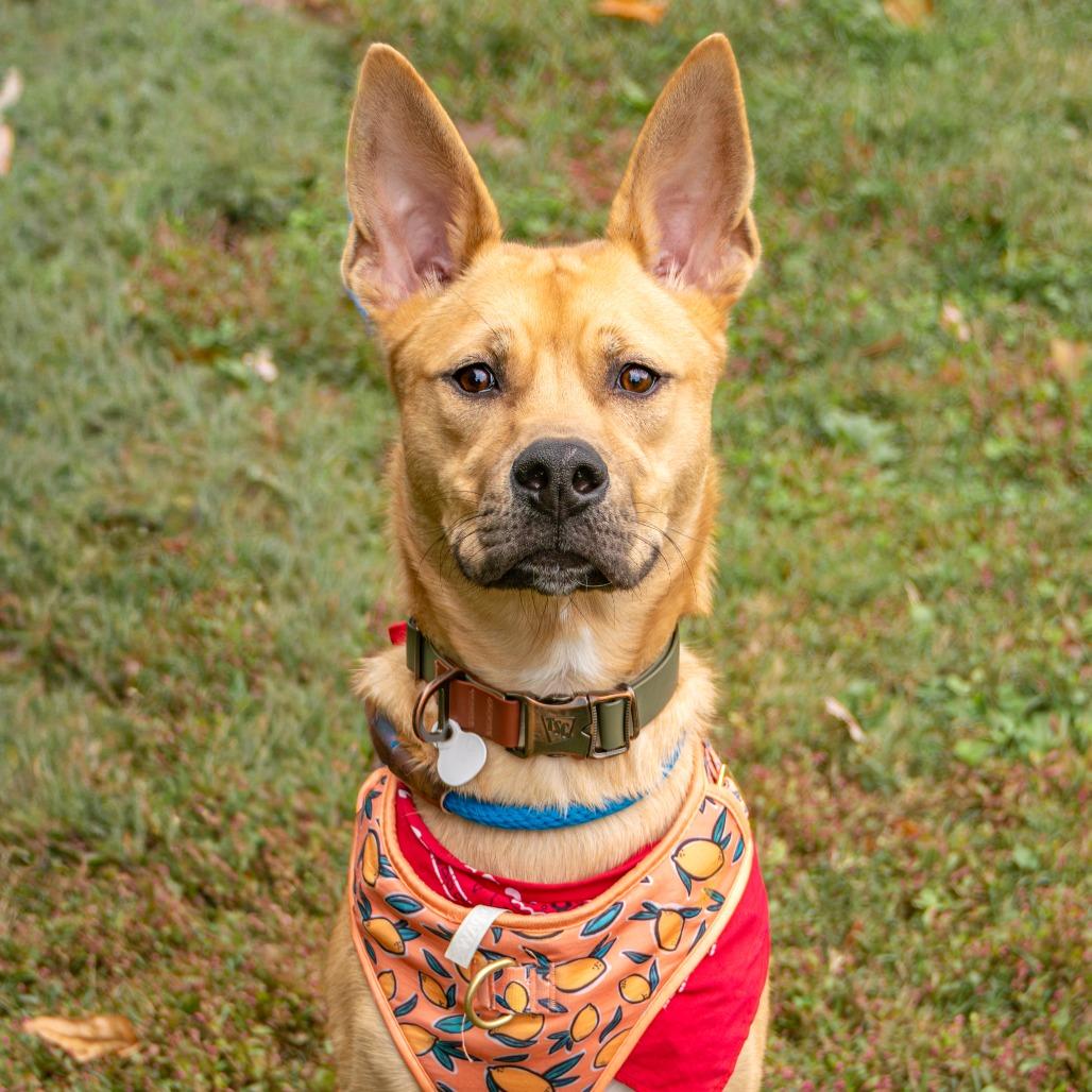 Ranger, a Adoptable mixed breed in Saint Charles, MO image 4/6