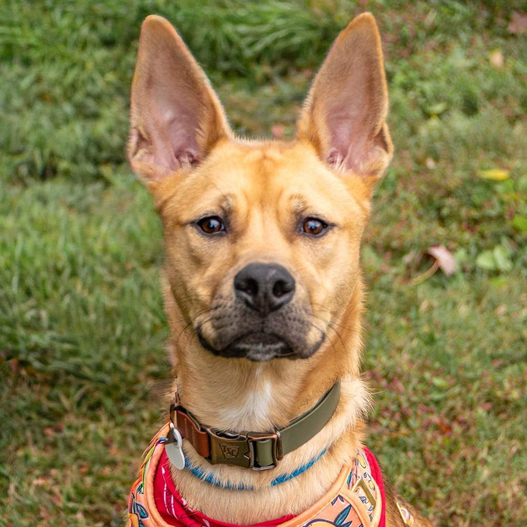 Ranger, a Adoptable mixed breed in Saint Charles, MO image 5/6