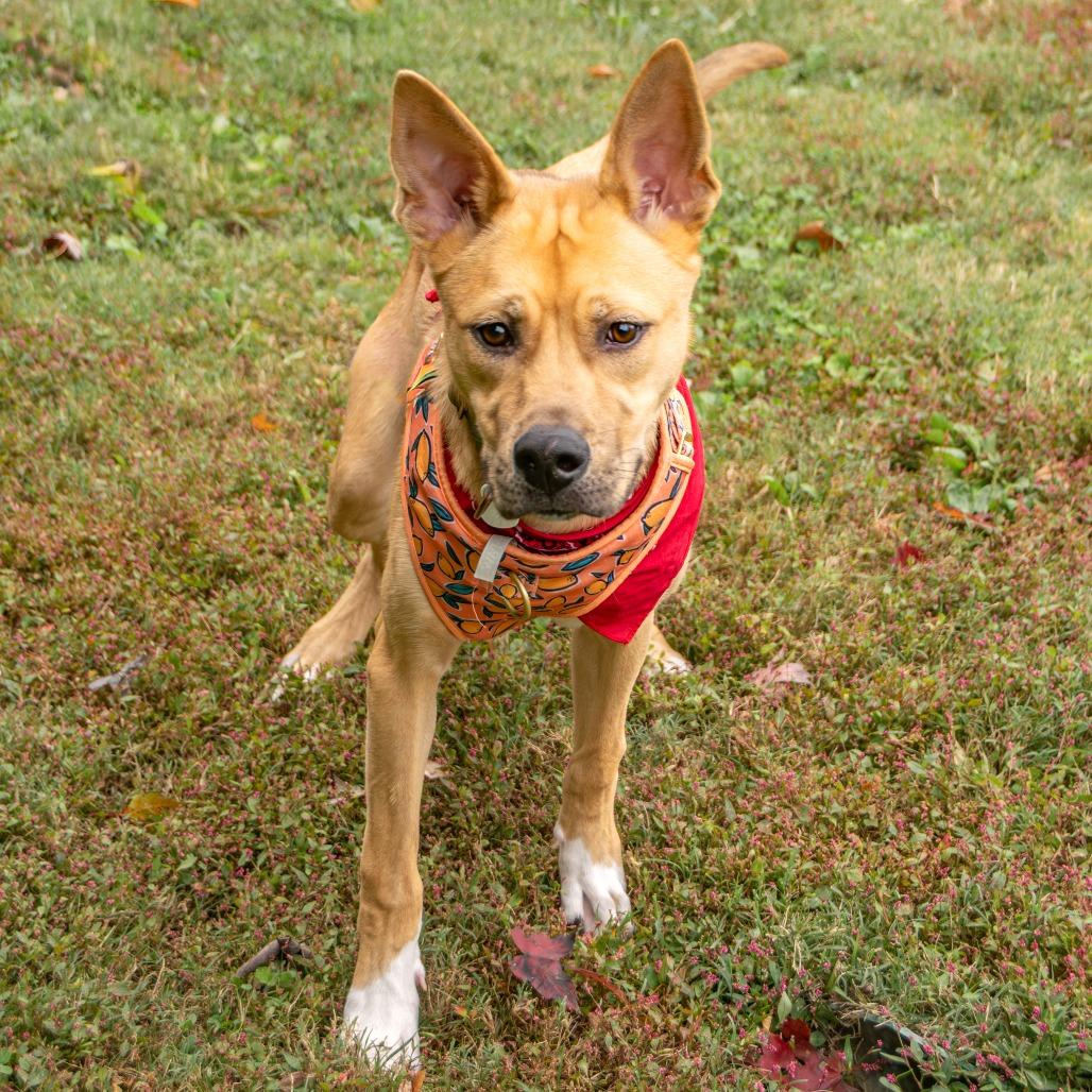 Ranger, a Adoptable mixed breed in Saint Charles, MO image 6/6