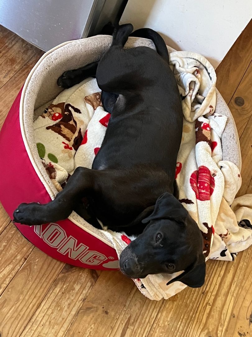 Sparkle--- Fostered in Washington starting Mid-April photo 4