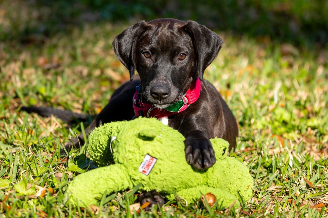 Sparkle--- Fostered in Washington starting Mid-April photo 3