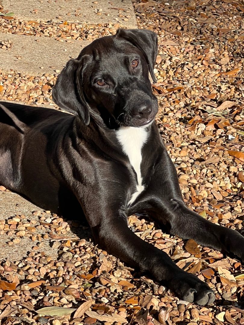Sparkle--- Fostered in Washington starting Mid-April, Baby Female Labrador Retriever