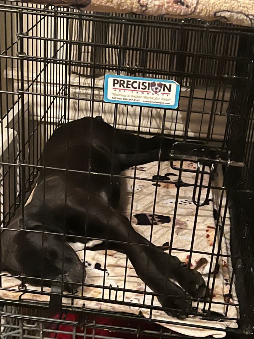 Sparkle--- Fostered in Washington starting Mid-April photo 5