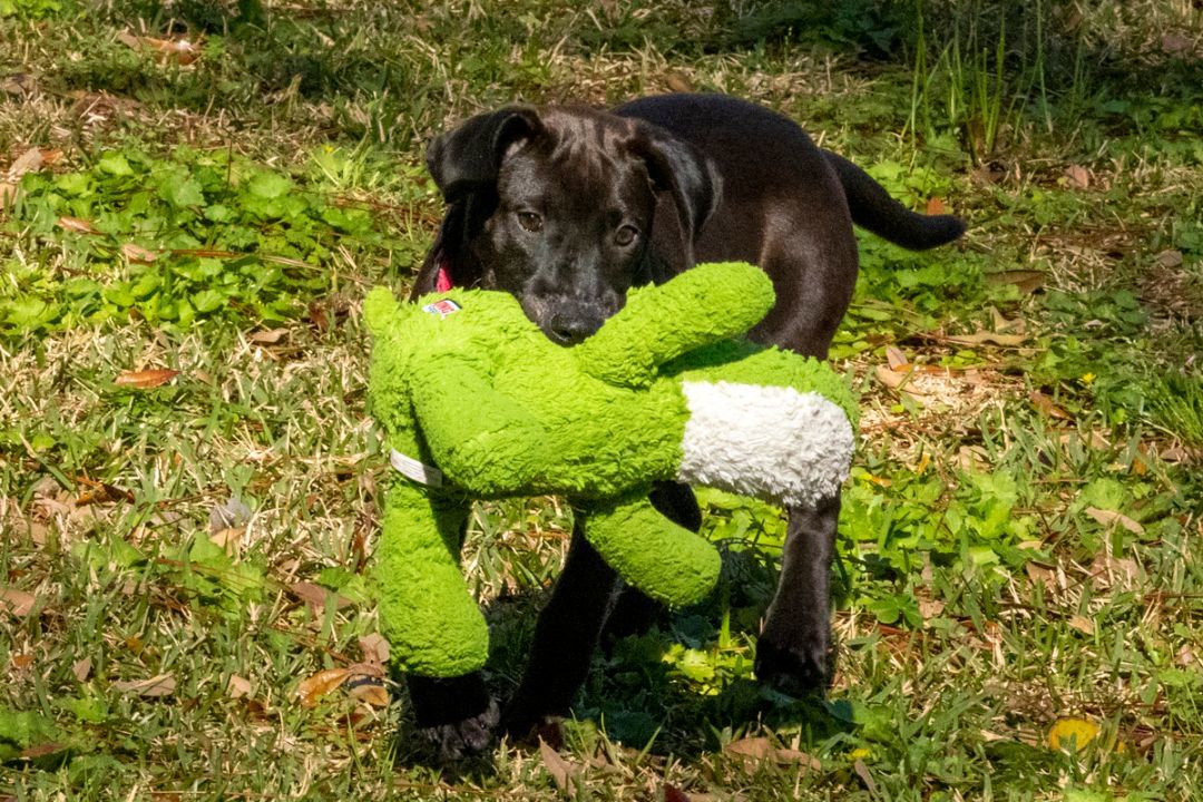 Sparkle--- Fostered in Washington starting Mid-April photo 6