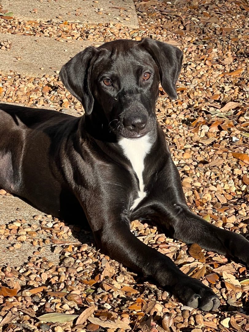Sparkle--- Fostered in Washington starting Mid-April photo 2